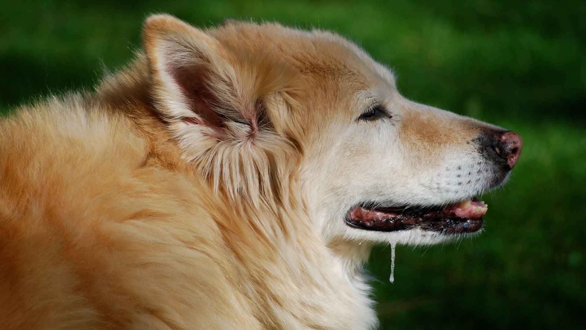 efectos de la procesionaria en perros 